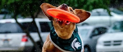 Zeke Catching Frisbee